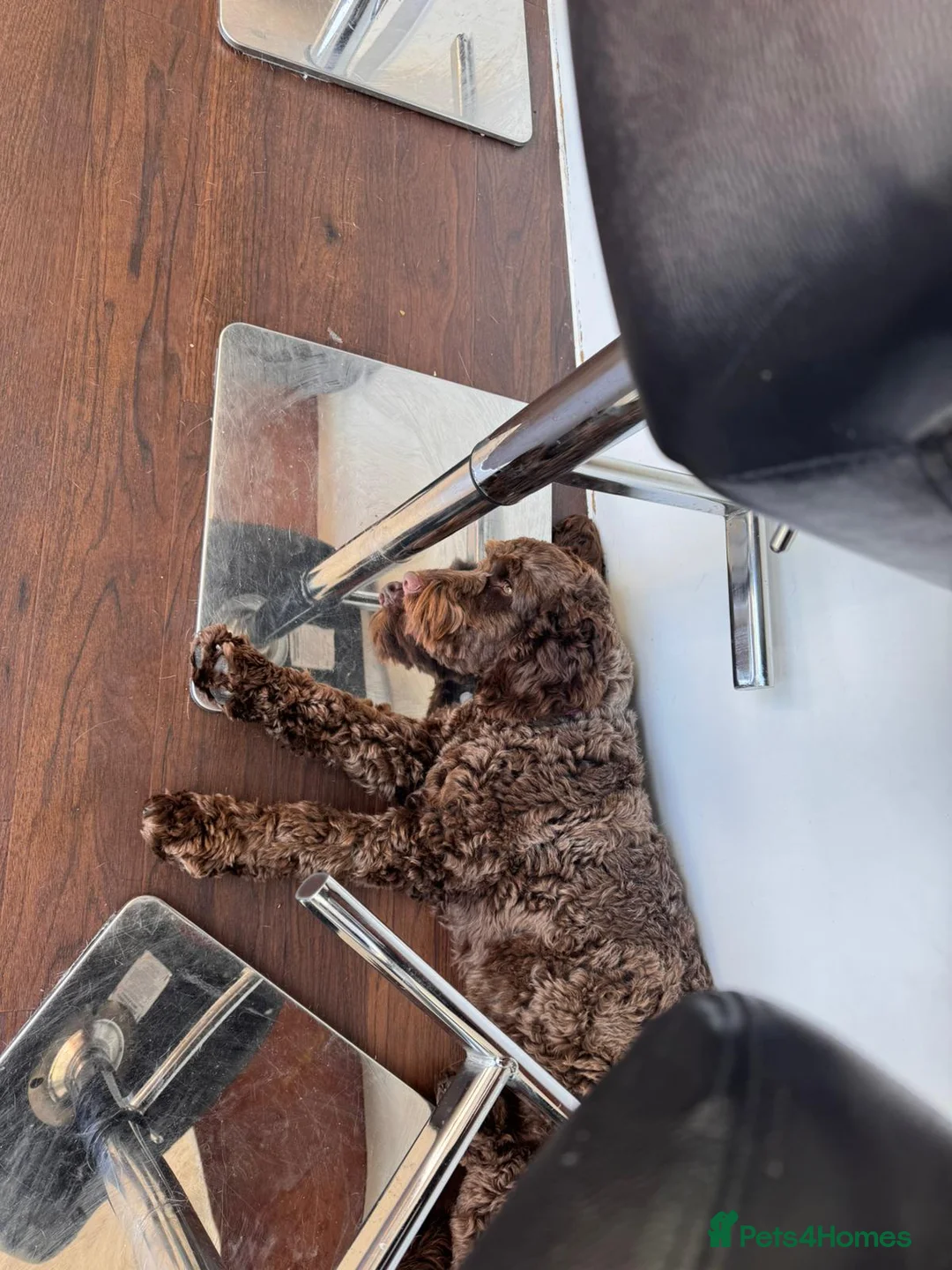 Cockapoo dogs for sale: Beautiful Chocolate Female Cockapoo in Ipswich - Advert 5
