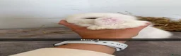Mini Lop rabbits for sale: Pure mini lop rabbits ready to leave  - Advert 4