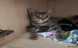 Bengal cats for sale: Bengal mix kittens - Image 6