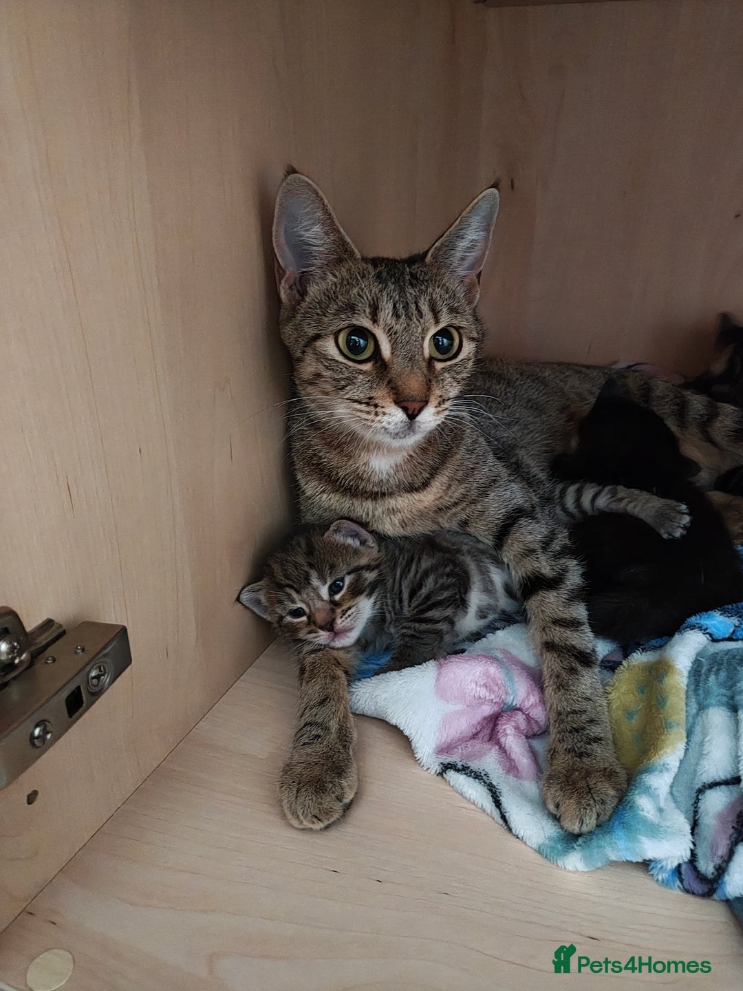 Bengal cats for sale: Bengal mix kittens - Image 6