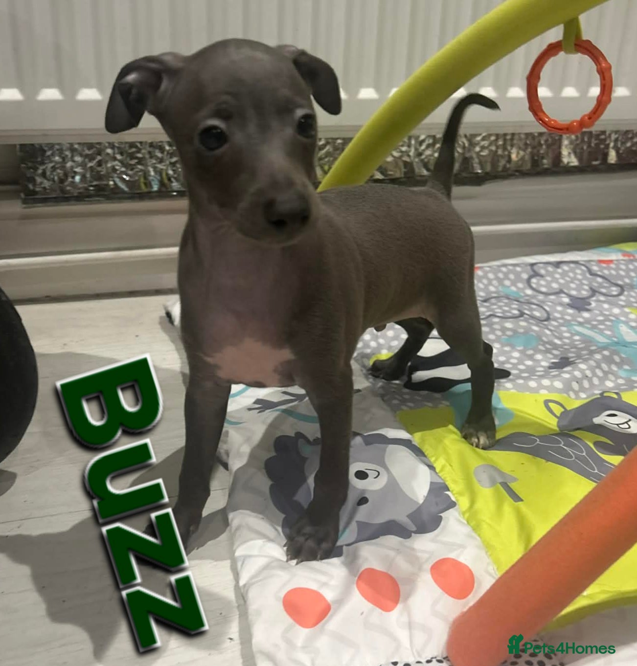 Italian Greyhound dogs 22nd feb KC reg quality  Just 1 blue boy available - Advert 7