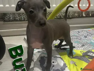 Italian Greyhound dogs 22nd feb KC reg quality Just 1 blue boy available - Advert 7