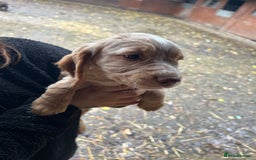 Cocker Spaniel dogs for sale: Beautiful cocker spaniel puppies❤️ - Image 2