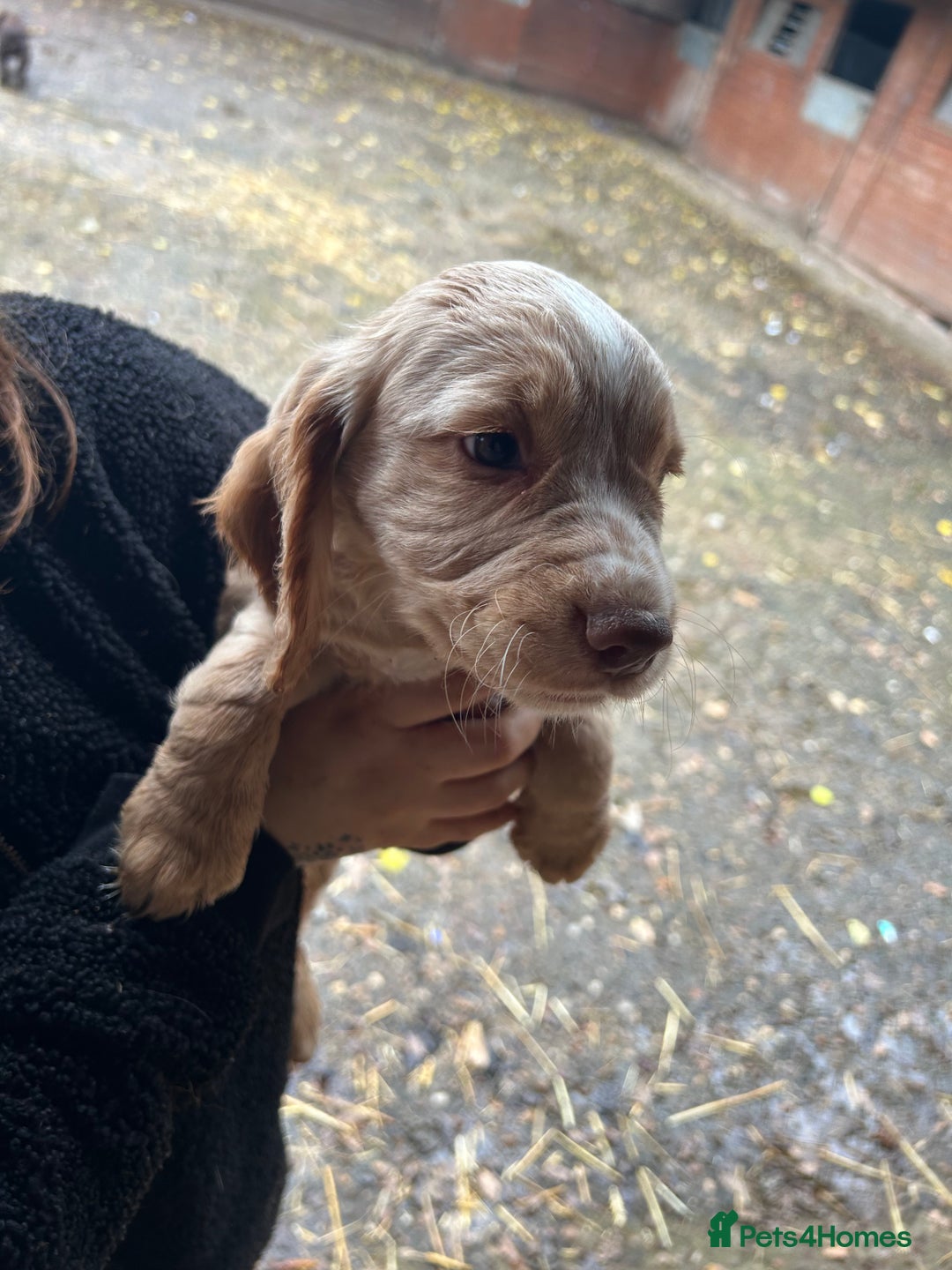 Cocker Spaniel dogs for sale: Beautiful cocker spaniel puppies❤️ - Image 2