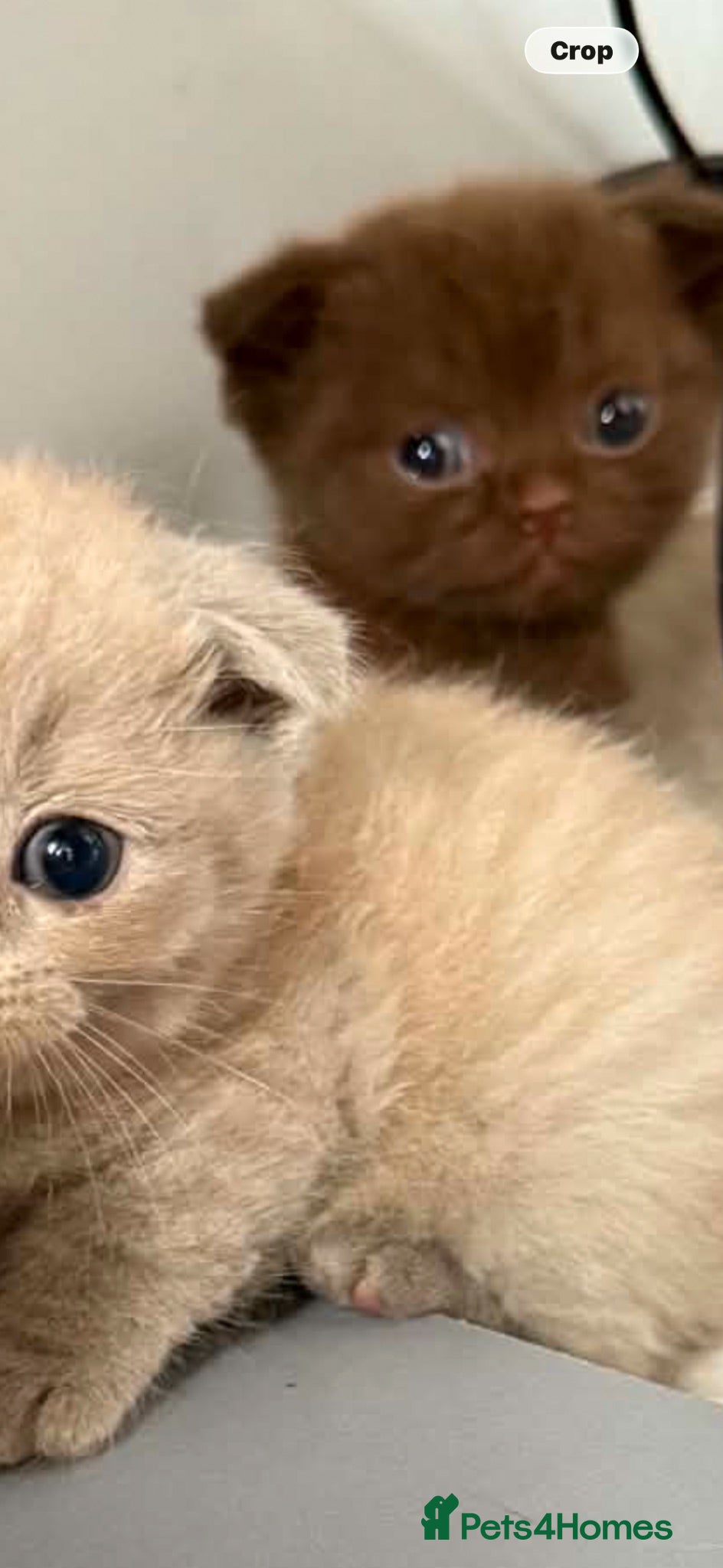 Scottish Fold cats Stunning Scottish fold/straight kittens😻 - Advert 1