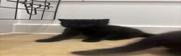 Domestic Shorthair cats for sale: Ready to leave, 1 boy, very socialised - Advert 5