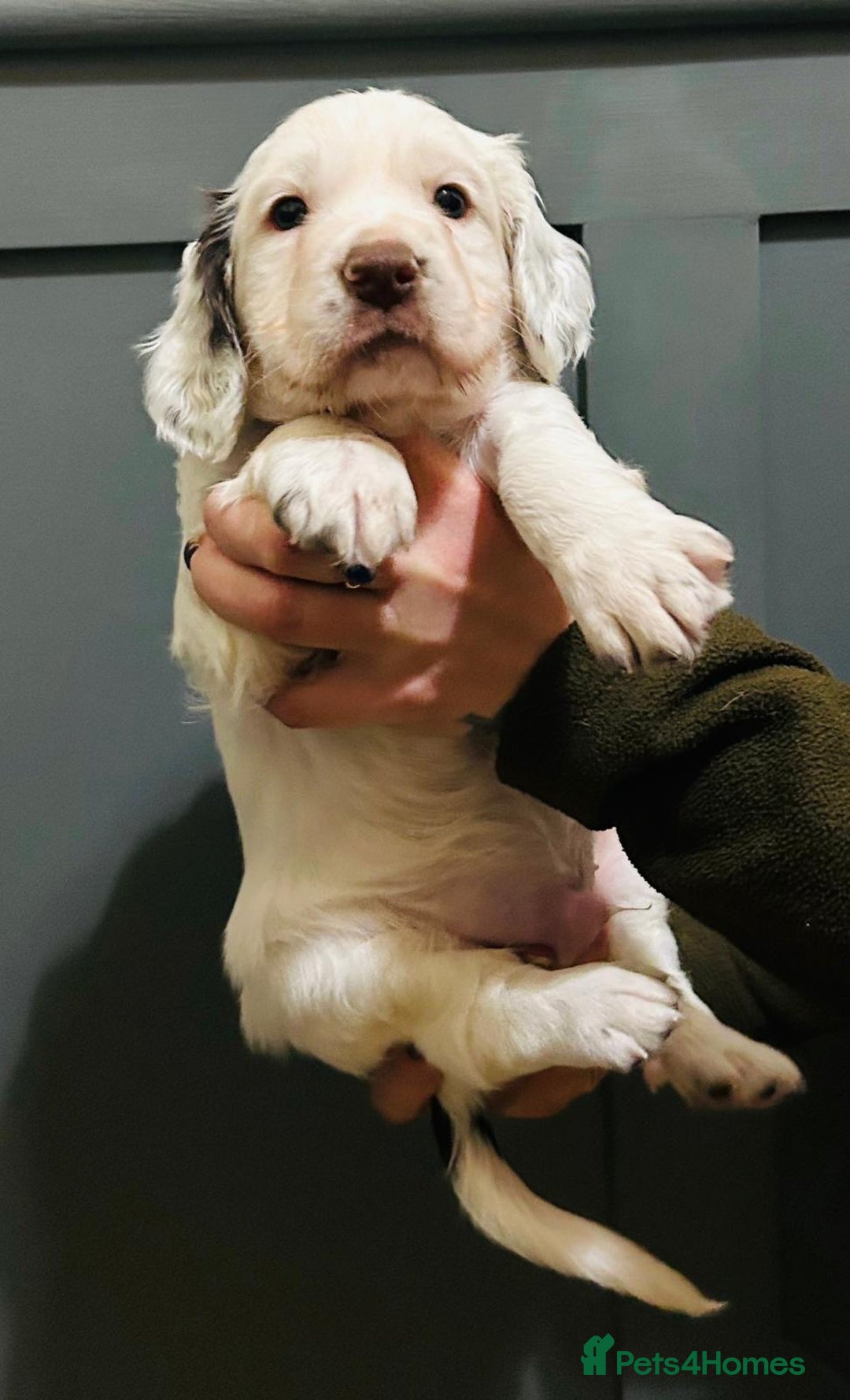 Cocker Spaniel dogs for sale: Working cocker boy exceptional pedigree.  - Advert 11