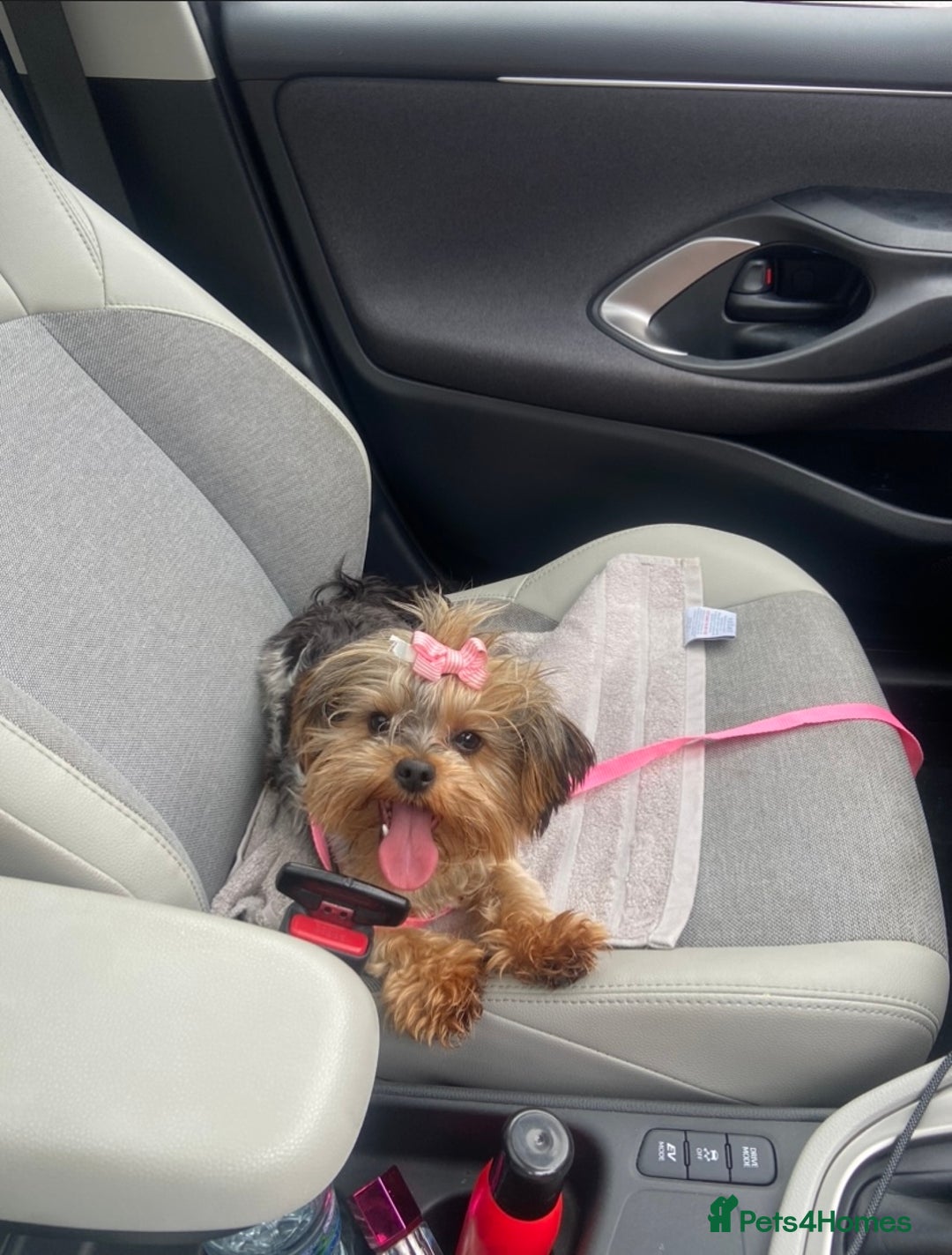 Yorkshire Terrier dogs for sale: Stunning rare coloured merle yokies. - Advert 1