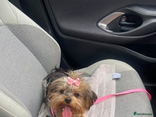 Yorkshire Terrier dogs Stunning rare coloured merle yokies. - Advert 8