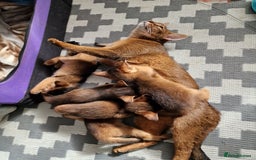 Abyssinian cats for sale: Last Pedigree abbysinian girl left! - Image 11
