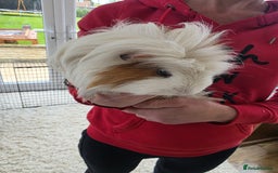 Guinea Pig rodents for sale: Male guinea pigs  - Image 12