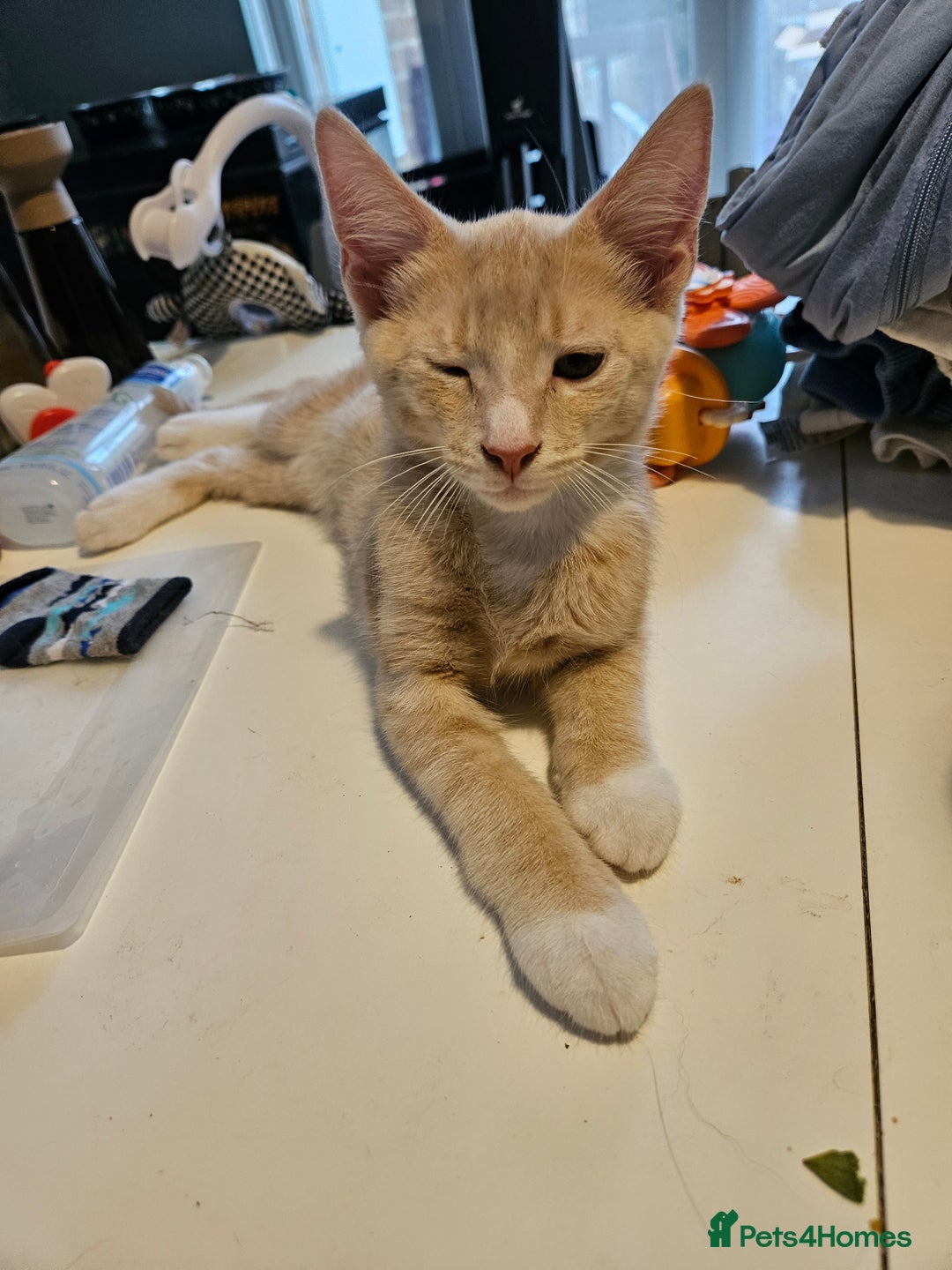 Maine Coon cats for sale: Maine Coon Kittens READY NOW parents not registere - Image 24
