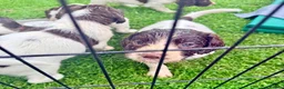 English Springer Spaniel dogs for sale: Pedigree springer spaniel Puppies - Advert 9
