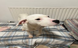 American Bulldog dogs for sale: Thor 5 months male American bulldog  - Image 8