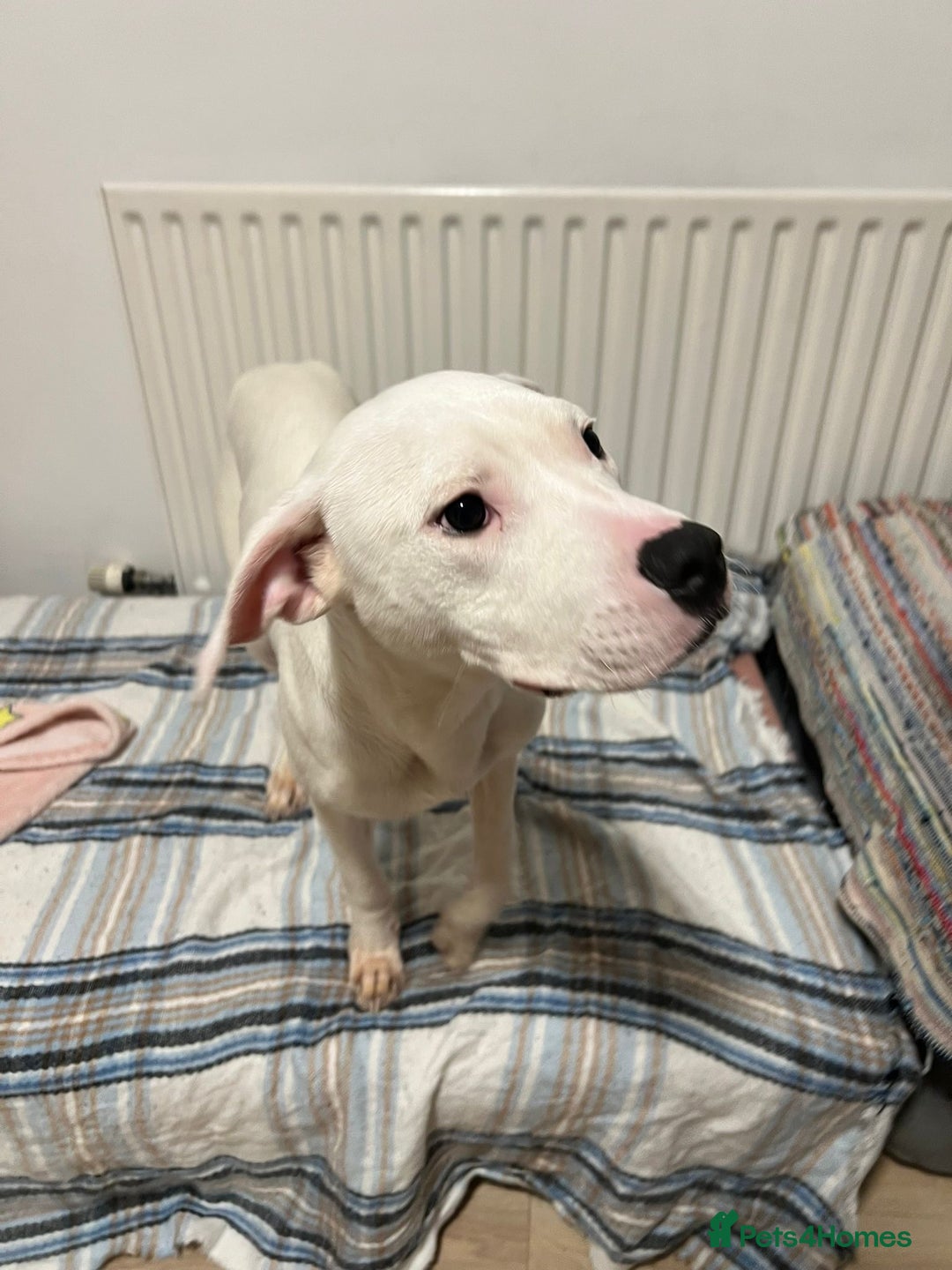 American Bulldog dogs for sale: Thor 5 months male American bulldog  - Image 8