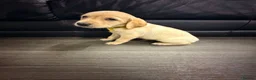 Labrador Retriever dogs for sale: 6x KC Reg Labrador's 3b /3g  2 black 4 Golden - Advert 9