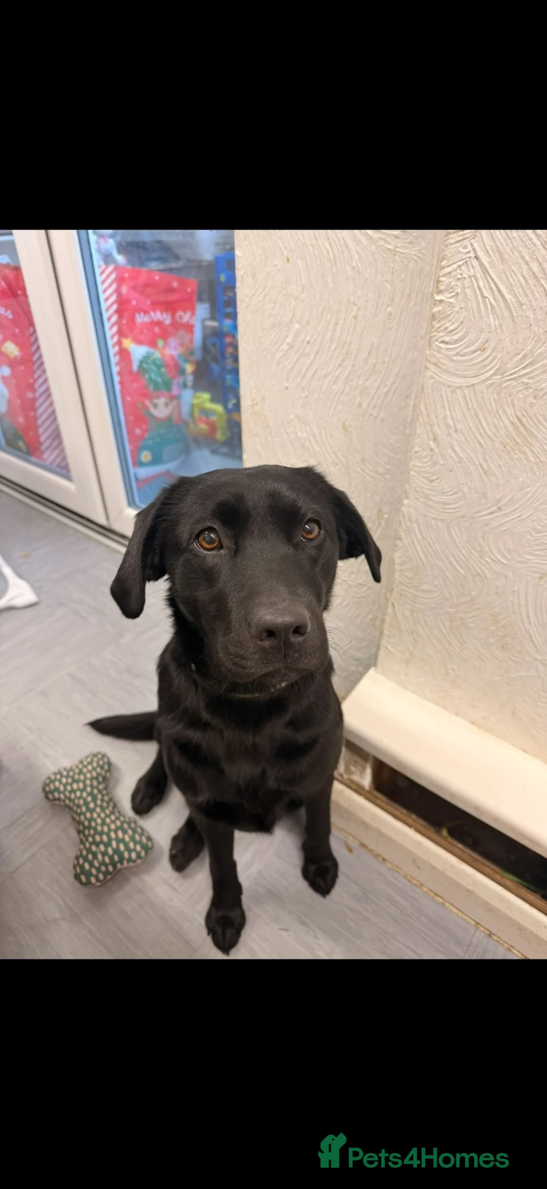 Labrador Retriever dogs for sale: Labrador for sale  in Havant - Advert 4