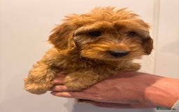 Irish Doodle dogs for sale: REDUCED F1 Miniature Irish Doodle - Image 11