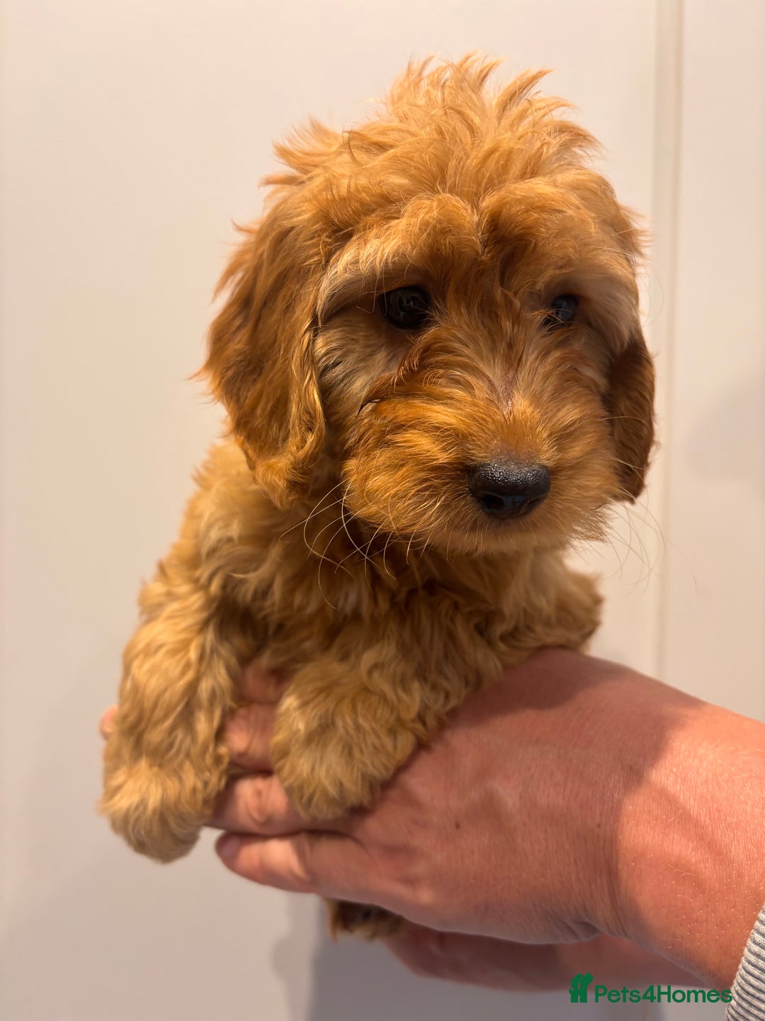 Irish Doodle dogs for sale: REDUCED F1 Miniature Irish Doodle - Image 11