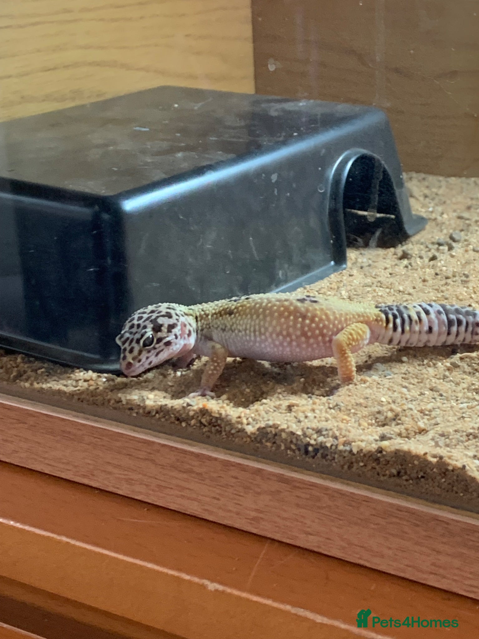 Gecko reptiles I am selling my gecko - Advert 1