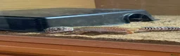 Gecko reptiles for sale: I am selling my gecko in Hamilton - Advert 1