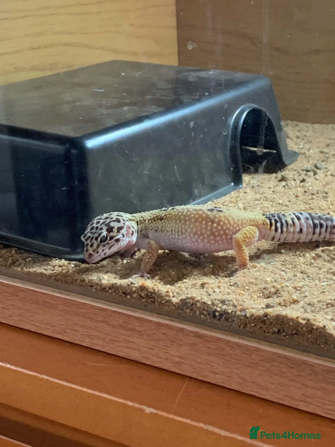 Gecko reptiles for sale: I am selling my gecko in Hamilton - Advert 1