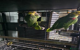 Parrots birds for sale: Proven pair of Double Yellow Headed Amazon (MAGNA) - Image 3