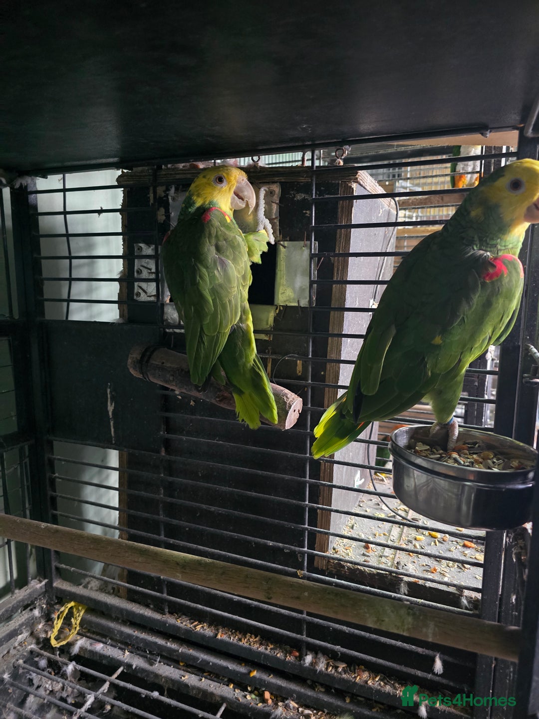 Parrots birds for sale: Proven pair of Double Yellow Headed Amazon (MAGNA) - Image 3