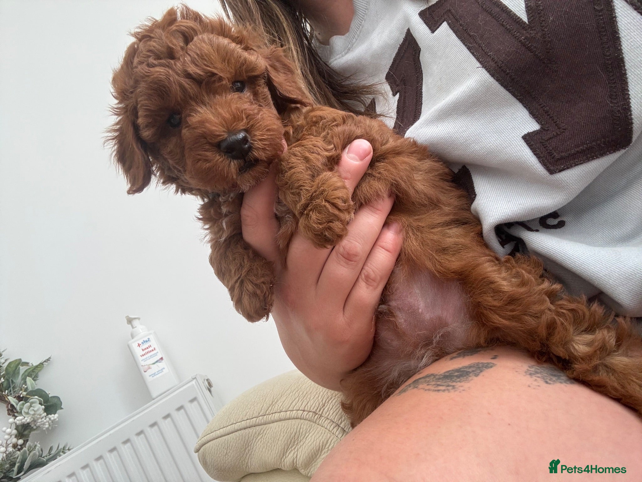 Toy Poodle dogs ✨💙 Deep Red MALE Toy Poodle Puppy 🌟 - Advert 10