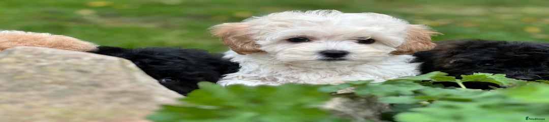Shihpoo Puppy 3