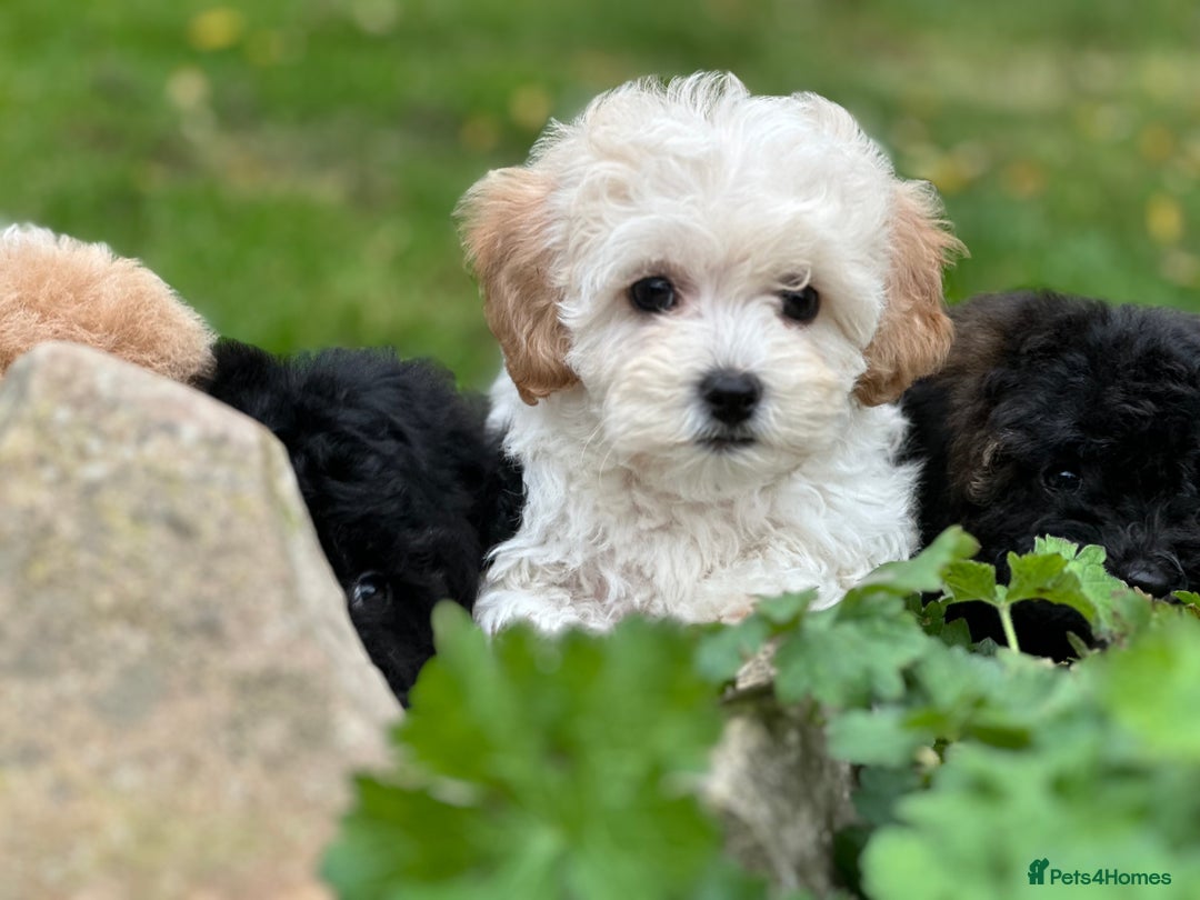 Shihpoo dogs for sale: Absolutely stunning Shihpoo pups ready now ❤️ - Image 19