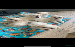 Maltipoo dogs for sale: Maltipoo puppies  - Image 4