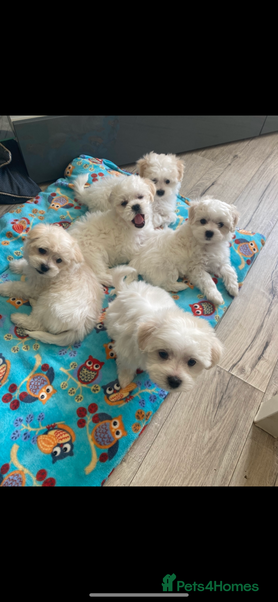 Maltipoo dogs for sale: Maltipoo puppies  - Image 4