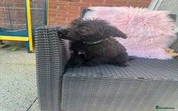 Mixed Breed dogs for sale: Shipoo puppies Shiba x poodle available  - Image 2