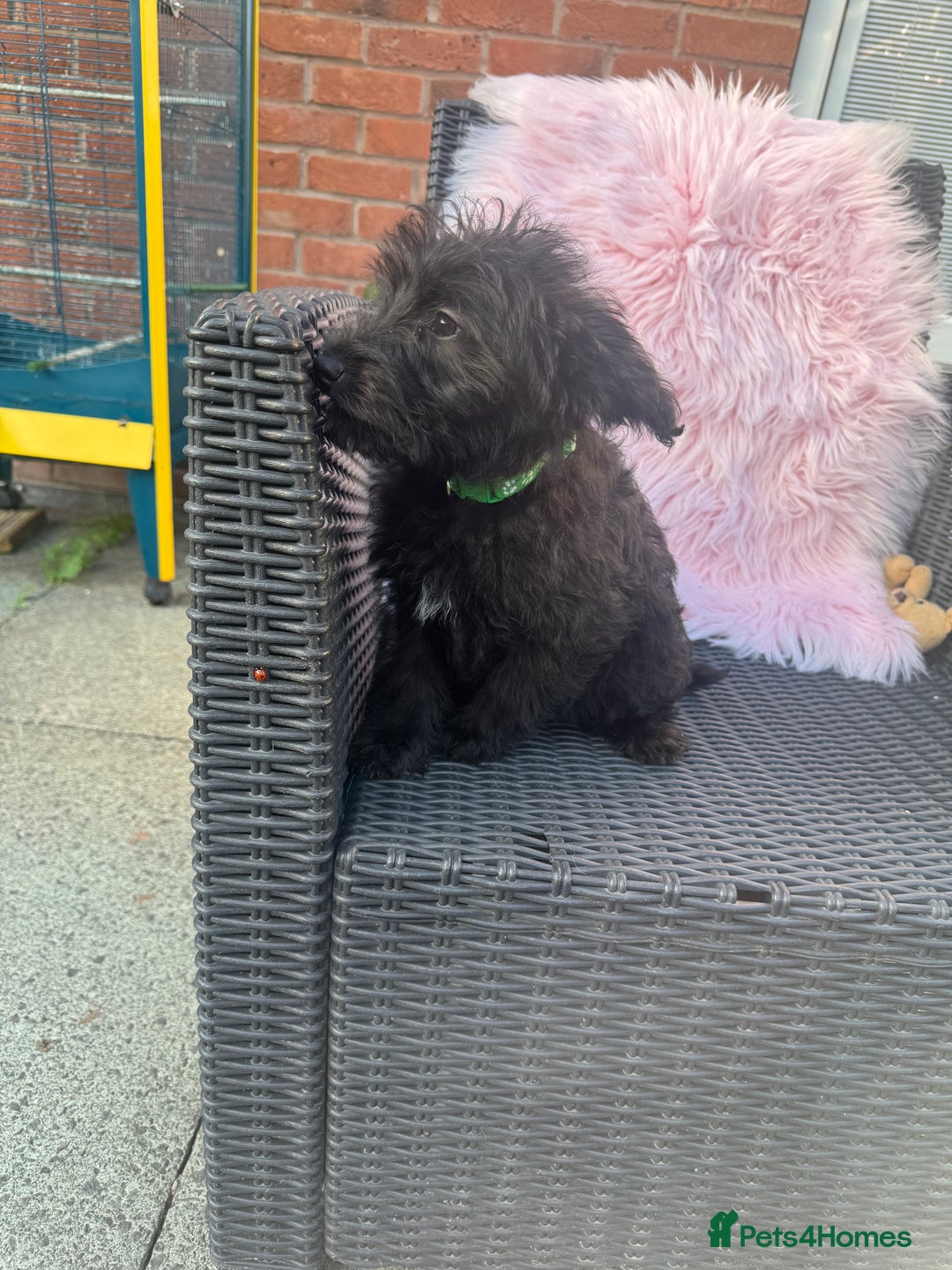 Mixed Breed dogs for sale: Shipoo puppies Shiba x poodle available  - Image 2