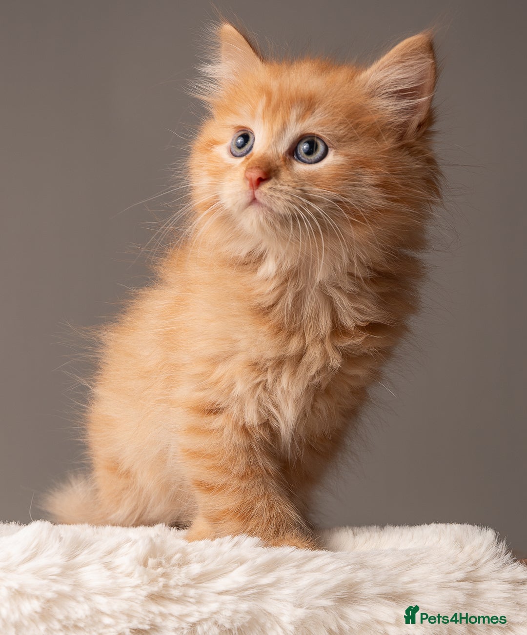 Siberian cats for sale: Beautiful 3 siberian kittens/ boys - Image 6