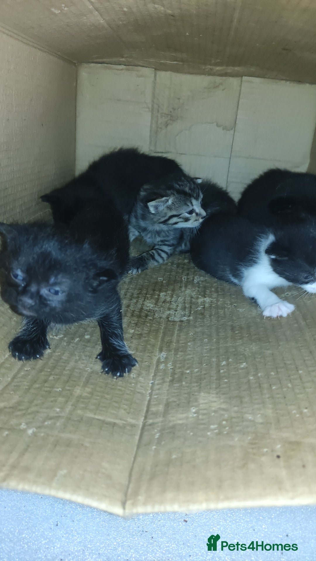 Mixed Breed cats for sale: 5 kittens up for sale/adoption  - Image 1