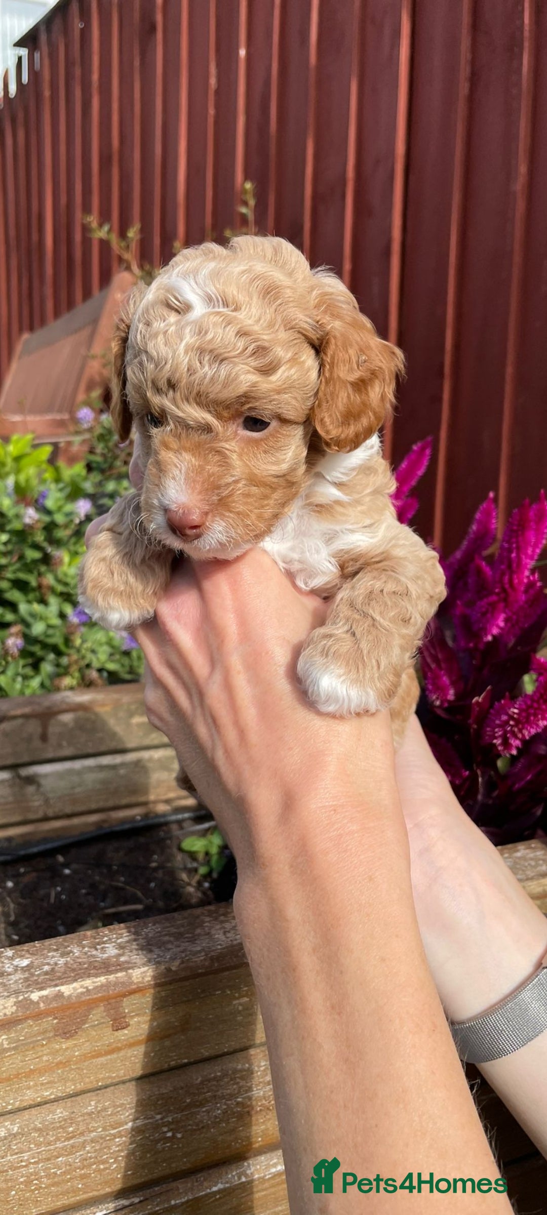 Cockapoo dogs for sale: Beautiful cockapoo puppies - Image 5