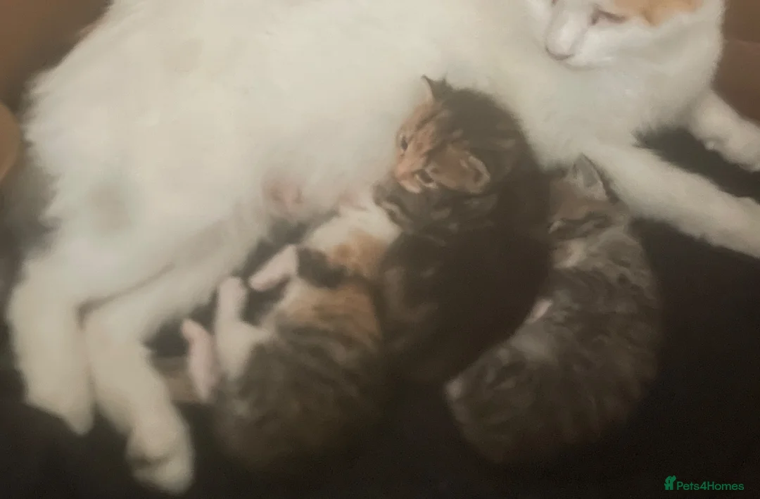 Mixed Breed cats for sale: Beautiful litter of kittens looking for new homes  in Bootle - Advert 6