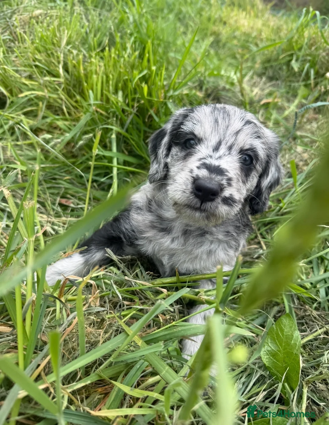 Labradoodle dogs for sale: READY ! Miniature labradoodles  - Advert 2
