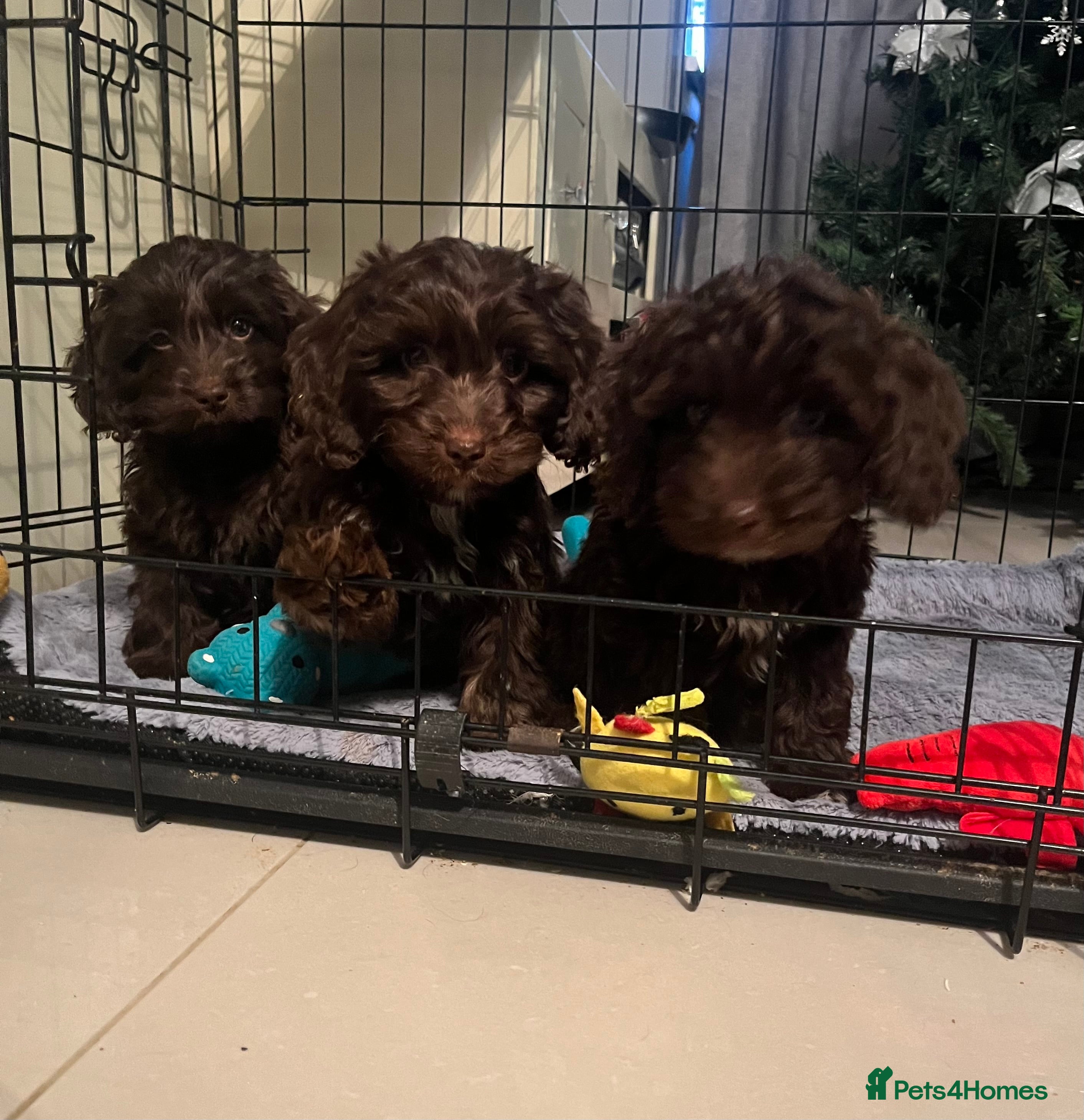 Cockapoo dogs 🩷🩷READY TO LEAVE🩷GORGEOUS🌟F1 Cockapoo pups  - Advert 10