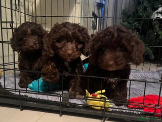 Cockapoo dogs 🩷🩷READY TO LEAVE🩷GORGEOUS🌟F1 Cockapoo pups - Advert 10
