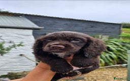 Cocker Spaniel dogs for sale: 4th Generation, Working Cocker Spaniel Puppies  🩵 - Image 3
