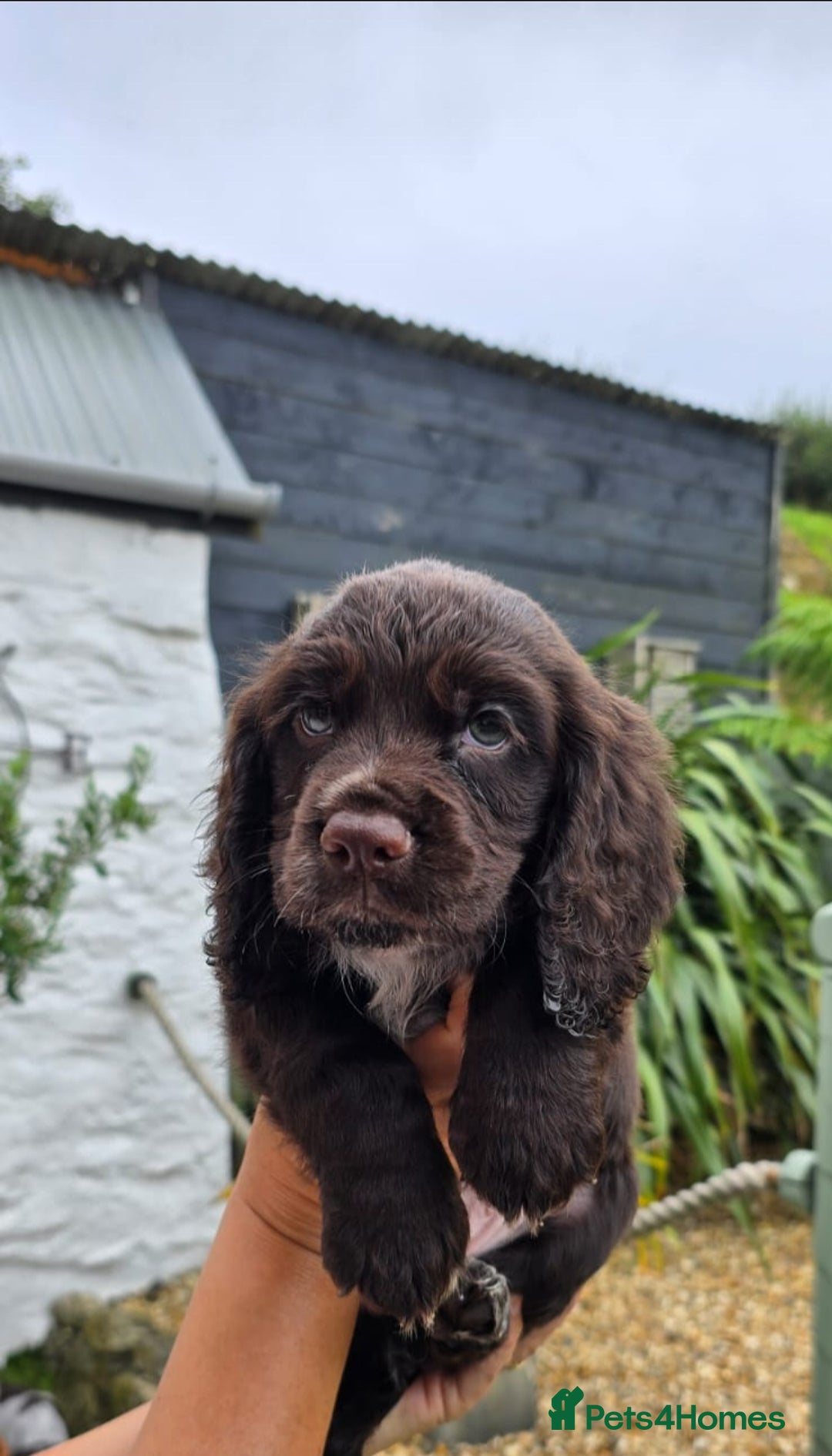 Cocker Spaniel dogs for sale: 4th Generation, Working Cocker Spaniel Puppies  🩵 - Image 3