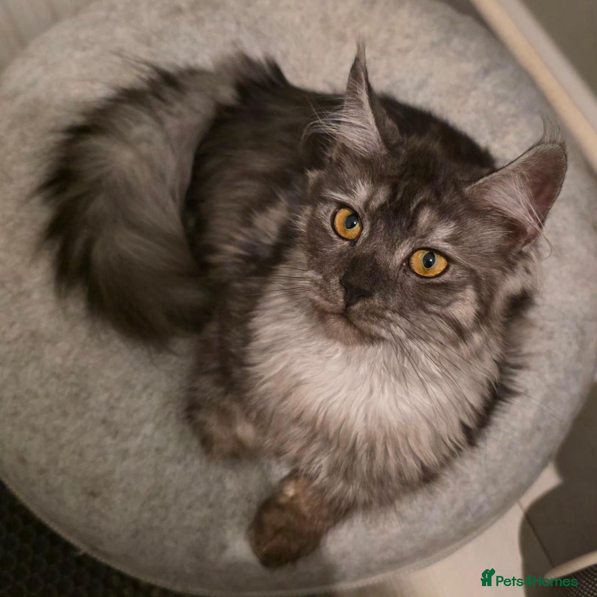 Maine Coon cats Premium Pedigree Maine Coon Kittens – Ready Now 🐾 - Advert 1