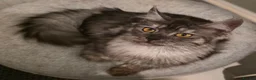 Maine Coon cats for sale: Premium Pedigree Maine Coon Kittens – Ready Now 🐾 - Advert 1