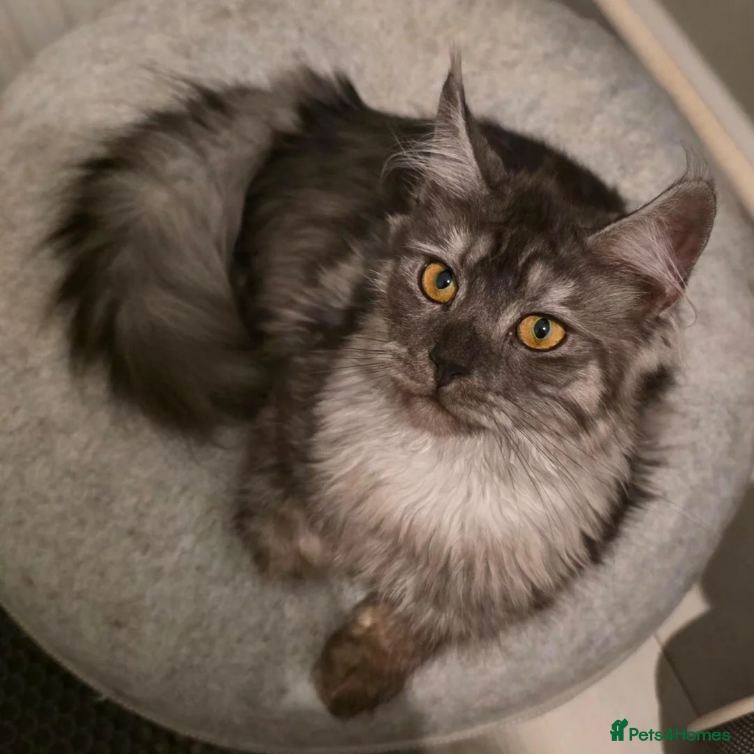 Maine Coon cats for sale: Premium Pedigree Maine Coon Kittens – Ready Now 🐾 - Advert 1