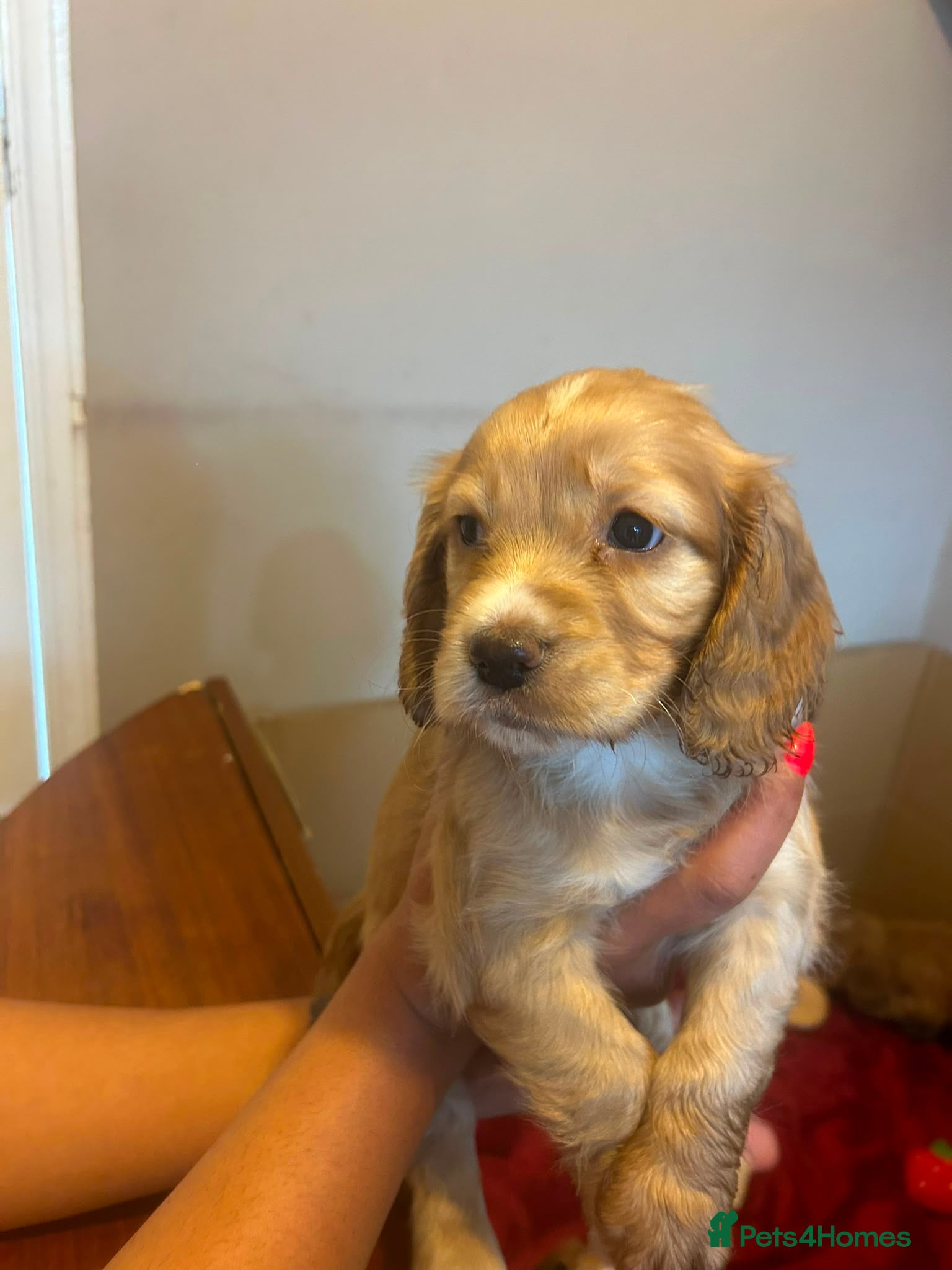 Mixed Breed dogs for sale: Adorable Family Raised Puppies Looking for Homes - Advert 29