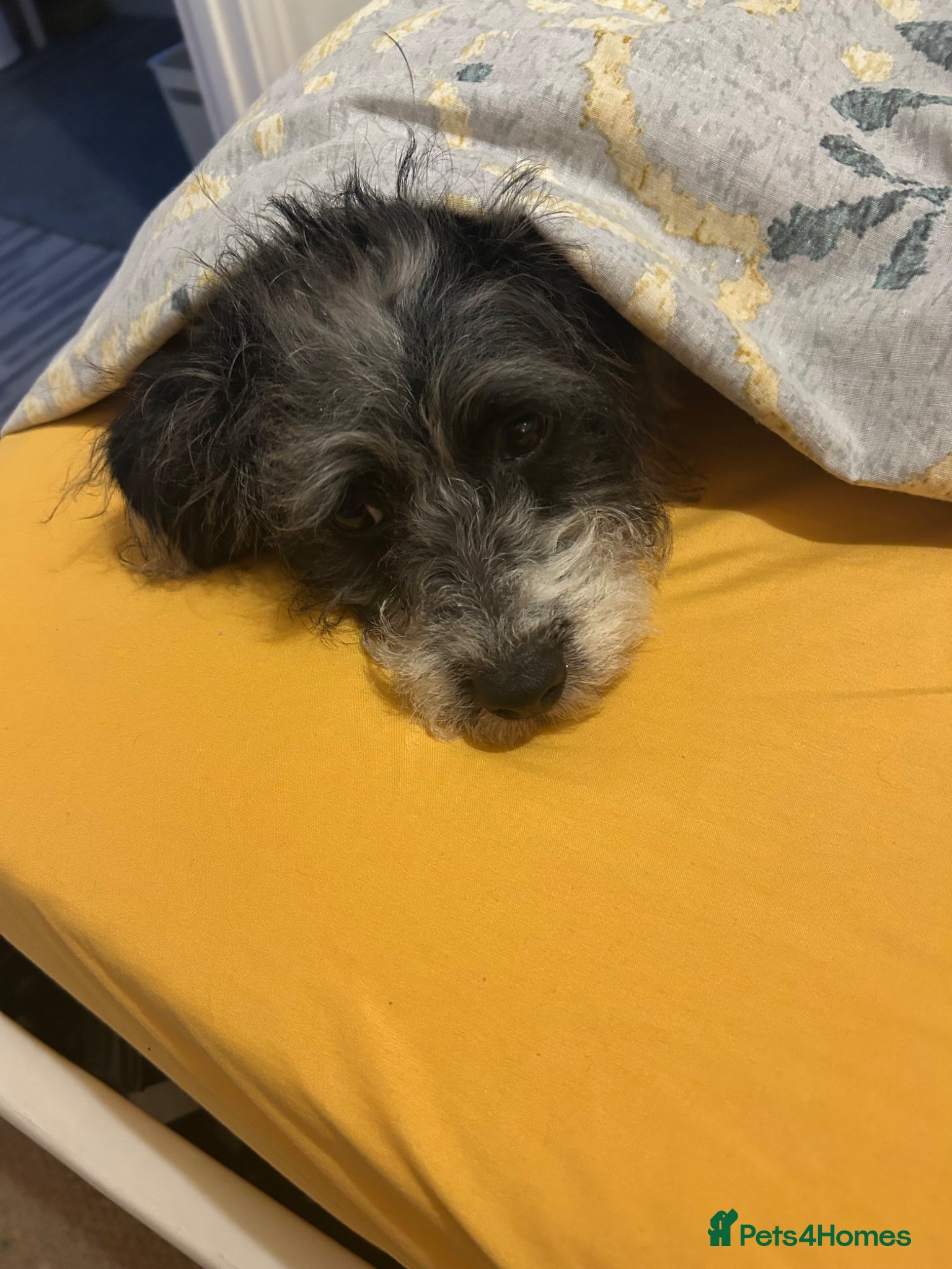 Jackapoo dogs for sale: Beautiful Pompi - Advert 2