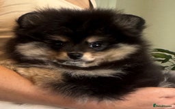 Pomeranian dogs for sale: Beautiful Pomeranian girls  - Image 6
